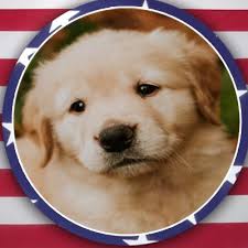 Max The Dog Fox5max Twitter