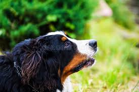 Check spelling or type a new query. Gluckliche Hunde In Der Wiese Stockfoto Bild Von Hund Sorglos 44390356