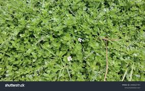 Image result for Boerhavia repens