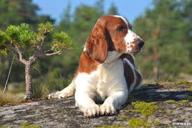 Как выбрать щенка — цена. I Eto Tozhe Velsh Chast 1 Obsuzhdenie V Gruppe Velsh Springer Spaniel Ptichka Ru