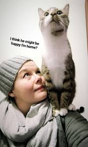 Lost male ragdoll cat in Queen area