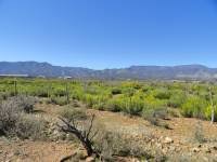 Image result for Euryops subcarnosus