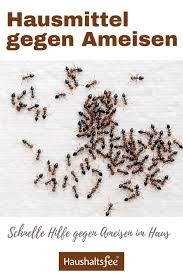 Ameisen vermehren sich schnell, und wenn sie erst einen ganzen staat im mauerwerk oder nähe ihrer wohnung haben, wird es deutlich schwieriger für sie. Hausmittel Gegen Ameisen 7 Massnahmen Die Wirklich Helfen Hausmittel Gegen Ameisen Hausmittel Ameisen Im Haus