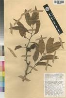 Image result for Staudtia