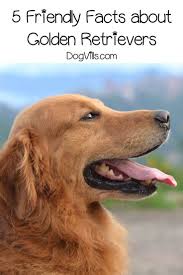 Golden retriever puppies make excellent family pets and we have a wide selection of puppies for you. Golden Retriever Puppies For Sale Craigslist