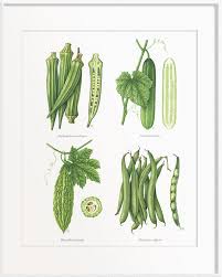 Image result for Abelmoschus esculentus