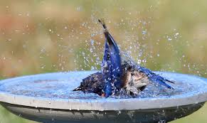 Maybe you would like to learn more about one of these? Rub A Dub Dub How Do Birds Bathe