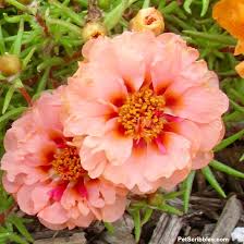 Image result for Portulaca