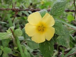 Image result for Turneraceae