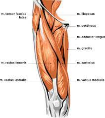 It runs straight down the leg (the latin for straight is rectus), and attaches to the patella by the quadriceps femoris tendon. 18 Tips For Bulletproof Knees T Nation Upper Leg Muscles Muscle Diagram Leg Muscles
