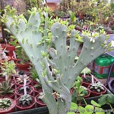Image result for Senecio forbesii