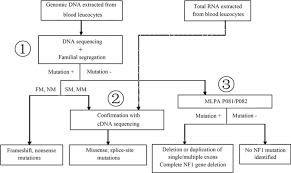 Flow Chart For Comprehensive Nf1 Mutation Detection Point