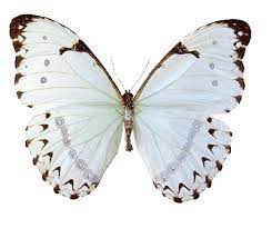 Simbolos Y Significados La Mariposa Su Simbolo Y Significado