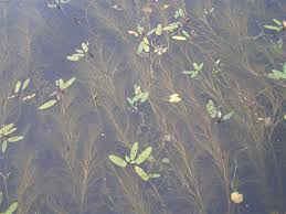 Image result for Stuckenia