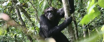 budongo forest - budongo forest reserve ,budongo forest uganda