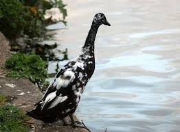 Baby Black And White Duck Breeds Indian Runner Ducks Are Prolific Layers And Good Strains Will Lay In Excess Of 250 Hen Sized Eggs Per Year The Most Acti Duck Breeds Geese Breeds Runner Ducks