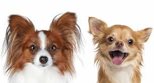 Ranked as one of the most popular breeds in the united states for over 30 years, the pomeranian merits its fame to its big heart, agile mindset. Papillon Chihuahua Mix The Cute Little Chion