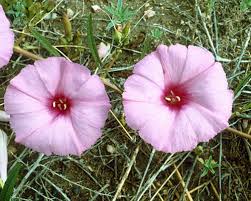 Image result for Ipomoea blepharophylla