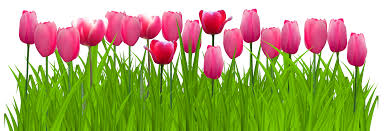 Flowerpot & flowers clip art. Grass With Pink Tulips Png Clip Art Image Gallery Yopriceville High Quality Images And Transparent Png Free Clipart