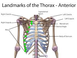 Nursing Health Assessment Of The Respiratory System Respiratory System Health Assessment Nursing Emergency Nursing