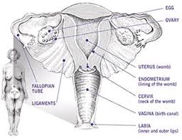 The first symptom of cervical cancer is usually abnormal bleeding from the vagina, most often after sexual intercourse. Cervical Cancer Causes Symptoms Treatment Southern Cross Nz