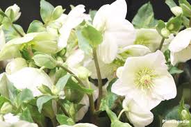 Luckily, while many plants prefer to keep their flowers hidden away until spring, there are some that aren't put off by the cold. Christmas Rose Helleborus Niger How To Plant And Care Plantopedia
