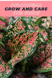 Aglaonema How To Care Guide Chinese Evergreen Plant Care Care