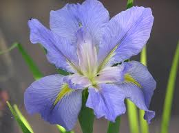 Many summer flowering bulbs have different requirements, so ask for instructions if in doubt. Everything You Need To Know About The Louisiana Iris Merebrook Pond Plants
