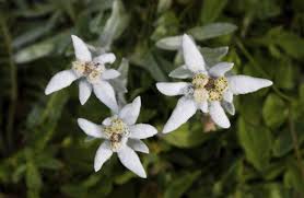 List Of Flower Names With Their Meanings And Alluring Pictures Flowers Name List Flower Names Flowers