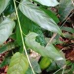 Image result for Marantochloa congensis