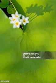 Image result for Menyanthaceae