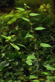Image result for Triumfetta annua