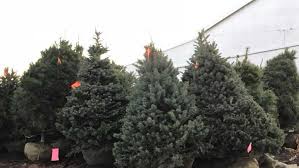 Check spelling or type a new query. Christmas Tree Recycling Pickup Options Across Tri State