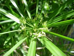 Image result for Cyperus amauropus