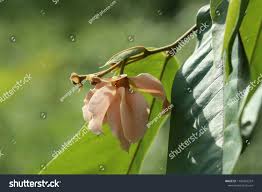 Image result for Uvaria acuminata