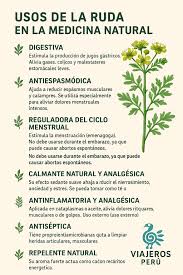 Ruda Planta Natural (Ruta Graveolens) | Planta Medicinal Con Múltiples  Propiedades