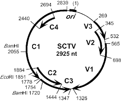 Sctv, televizyon, logo png görüntüleri mi arıyorsunuz? Genome Organization Of Spinach Curly Top Virus Sctv The Solid Arrows Download Scientific Diagram