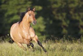 American Quarter Horse Pocketmags Com