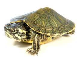 Cumberland Slider Turtle For Sale Reptiles For Sale