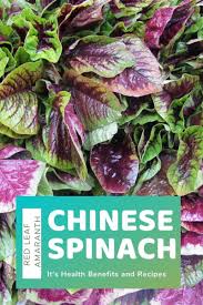 Bayam hijau adalah dari tumbuhan keluarga amaranthacea. Chinese Spinach Benefits And Recipe Yin Sai Edible Amaranth Hubpages