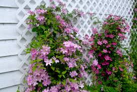 We did not find results for: Ted Answers Questions About Clematis Cabbages And Tomatoes Grainews