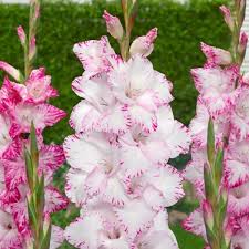 Image result for Gladiolus zambesiacus