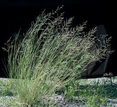 Image result for Eragrostis castellaneana