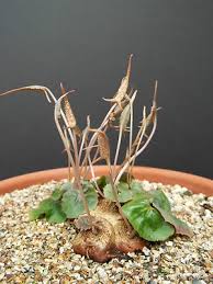 Image result for Dorstenia