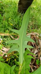 Image result for Lactuca paradoxa
