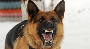 Yang dilakukan ketika mengalami najis dihasilkan anjing. Arti Mimpi Digigit Anjing Awas Tanda Dikhianati