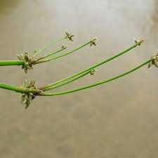 Image result for Isolepis prolifera