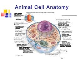 Programmed cell death (pcd) plays a fundamental role in animal development and tissue homeostasis. The Cell Usb