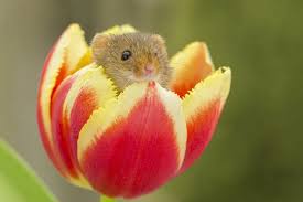 Than a mouse asleep in a flower. Harvest Mice Often Play And Fall Asleep Inside Flowers 9gag