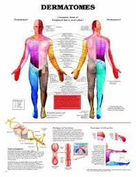 17 best chiropractic charts images chiropractic anatomy